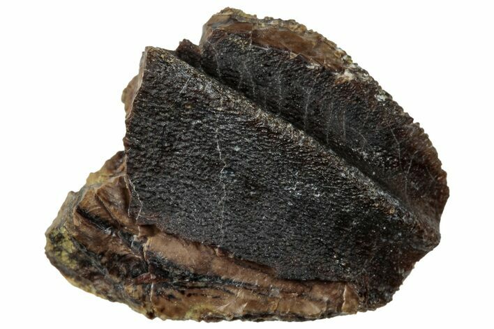 Fossil Dinosaur (Triceratops) Partial Tooth - Wyoming #323971